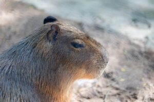 Serene close-up of a capybara basking in the sun, showcasing its textured fur.